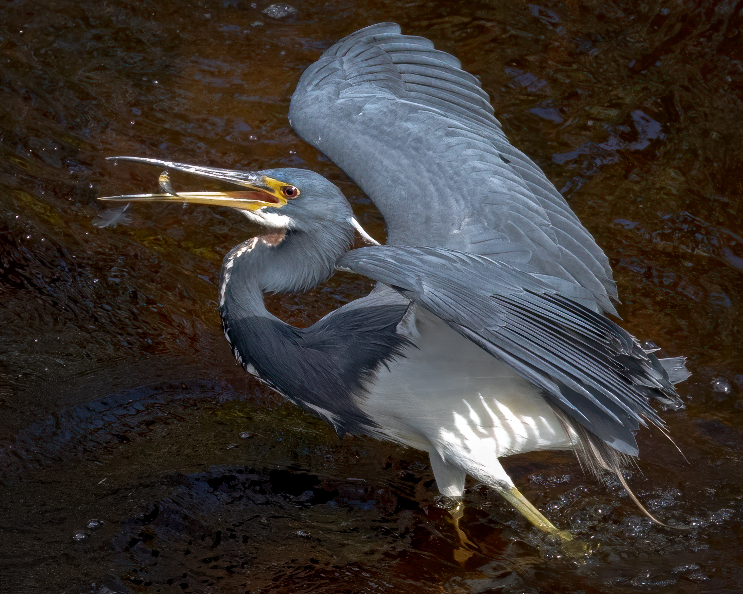 3rd PrizeOpen Nature In Class 3 By Scott Becque For Gotcha SEP-2025.jpg